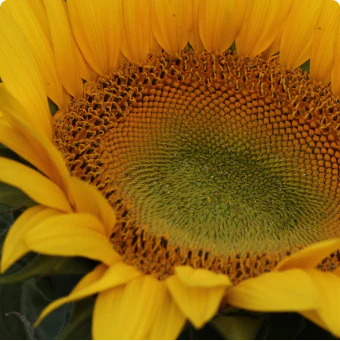 Tocoferoles naturales mixtos de girasol