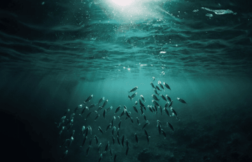Discover  Omega-3 Cod Liver Oil - the best quality from premium cod liver oil to organic citrus essential oils