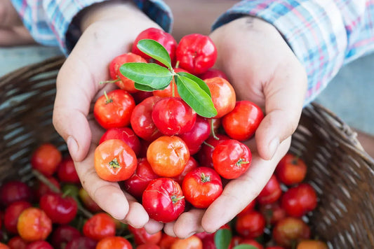 Acerola como fuente natural de la vitamina C