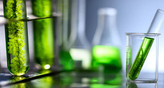 Diferencias entre la vitamina D de origen vegetal y la vitamina D de origen animal