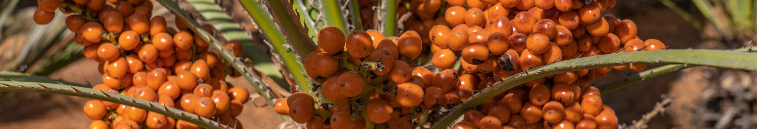Antioxidantes