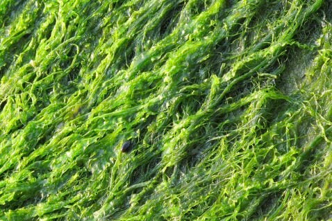 Vitamina D3 procedente de algas marinas sin ningún tipo de productos químicos (ni siquiera durante la producción)