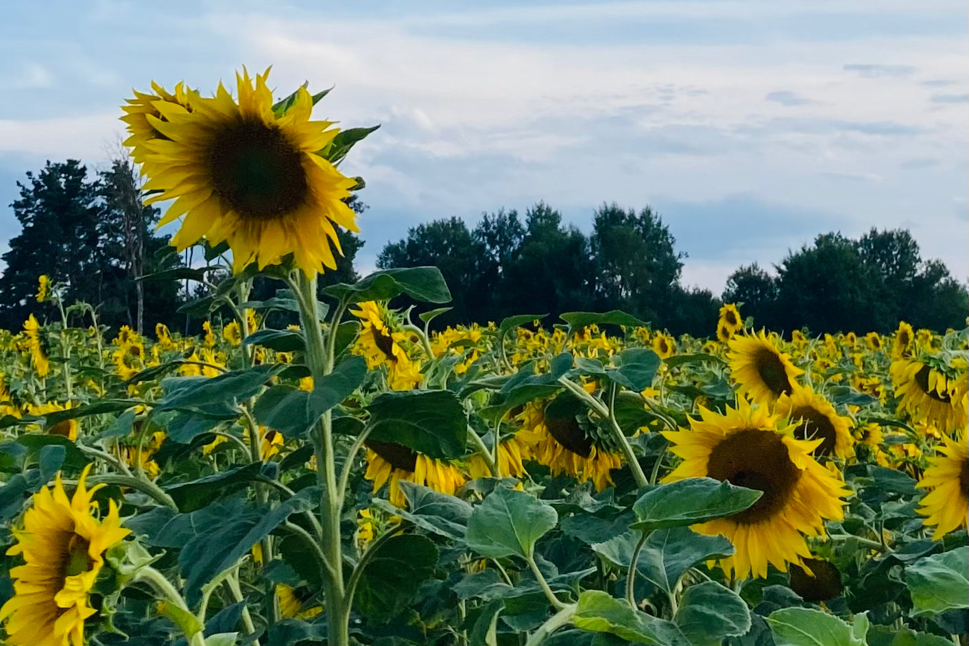Tocoferoles mixtos naturales de girasol